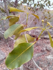 Coptosperma
