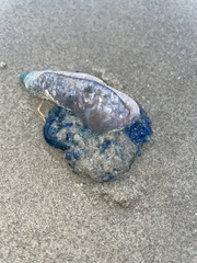 Physalia physalis