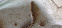 Ophiodes vertebralis