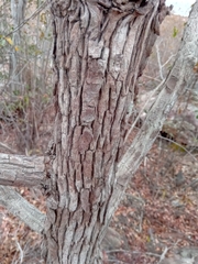 Coptosperma