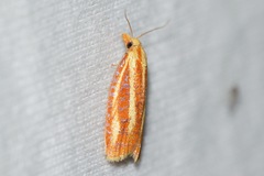 Sparganothis tristriata