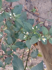 Solanum americanum