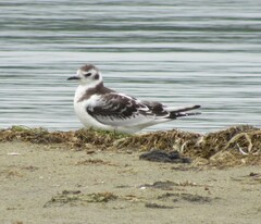 Hydrocoloeus minutus