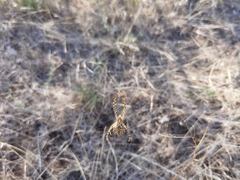 Argiope lobata