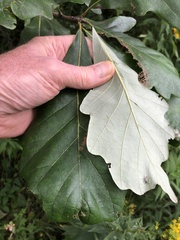 Quercus bicolor
