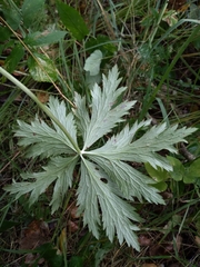 Trollius europaeus