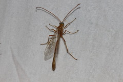 Enicospilus