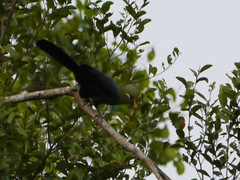 Tauraco macrorhynchus