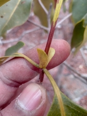 Coptosperma
