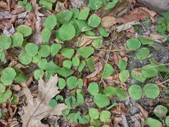 Desmodium rotundifolium