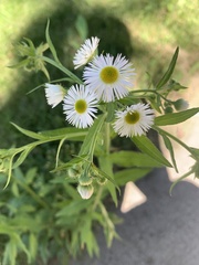 Erigeron annuus