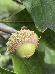 Quercus bicolor