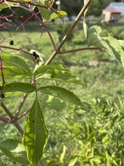 Sambucus