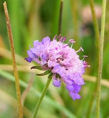 Scabiosa