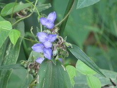 Tradescantia subaspera