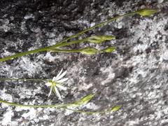 Stellaria graminea