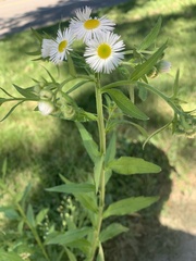 Erigeron annuus