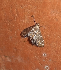 Acentropinae