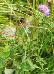 Scabiosa