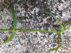 Stellaria graminea