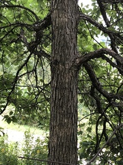 Quercus bicolor