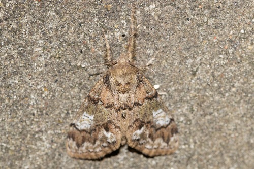 pine tussock moth