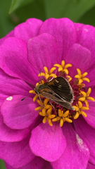 Polites themistocles