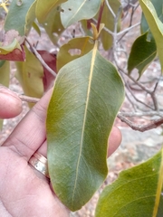 Coptosperma