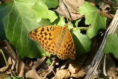Argynnis paphia