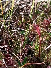 Drosera anglica
