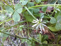 Stellaria graminea