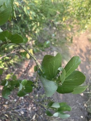 Ceanothus velutinus velutinus