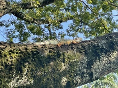 Iguana iguana