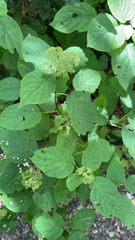 Hydrangea arborescens