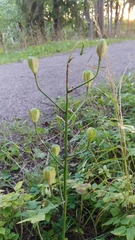 Lilium martagon
