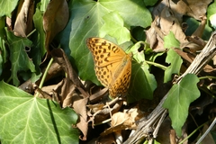 Argynnis paphia
