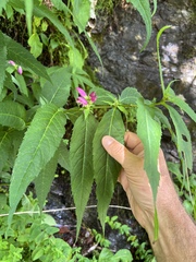 Chelone obliqua erwiniae