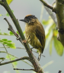 Picumnus olivaceus