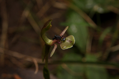 Chiloglottis formicifera
