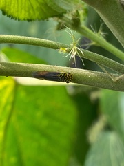 Dilobopterus costalimai