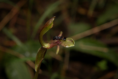 Chiloglottis formicifera