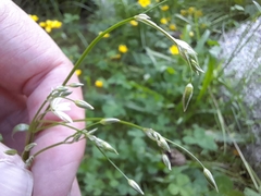 Stellaria graminea