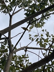 Euphonia laniirostris