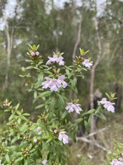 Westringia blakeana