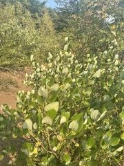 Ceanothus velutinus velutinus