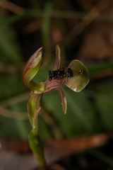 Chiloglottis formicifera