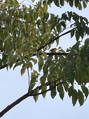 Euphonia laniirostris