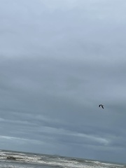 Larus dominicanus