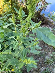 Amaranthus viridis