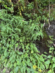 Chelone obliqua erwiniae